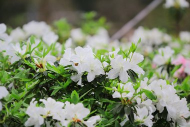 güzel pembe ormangülü çiçek