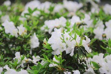 güzel pembe ormangülü çiçek