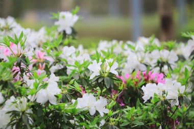 güzel pembe ormangülü çiçek