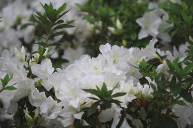 güzel pembe ormangülü çiçek