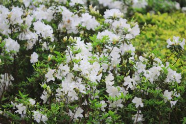 güzel pembe ormangülü çiçek