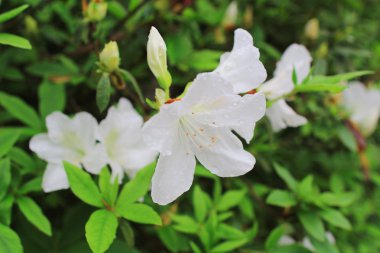 güzel pembe ormangülü çiçek