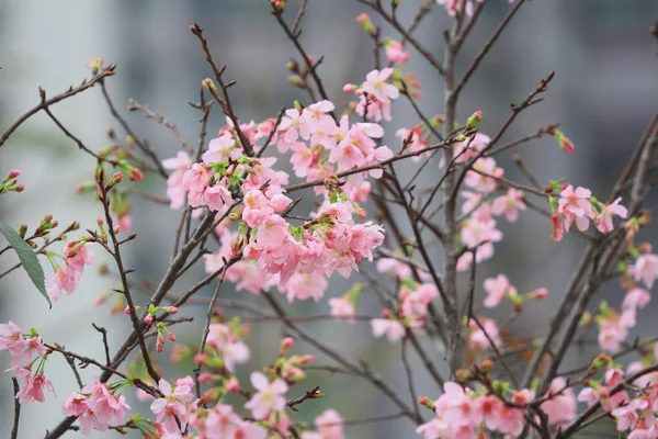 cherry blossom season,  hong kong TKO