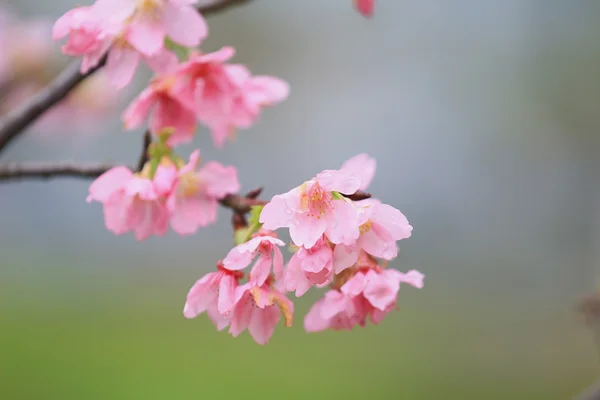 Temporada de flor de cereja, hong kong TKO — Fotografia de Stock