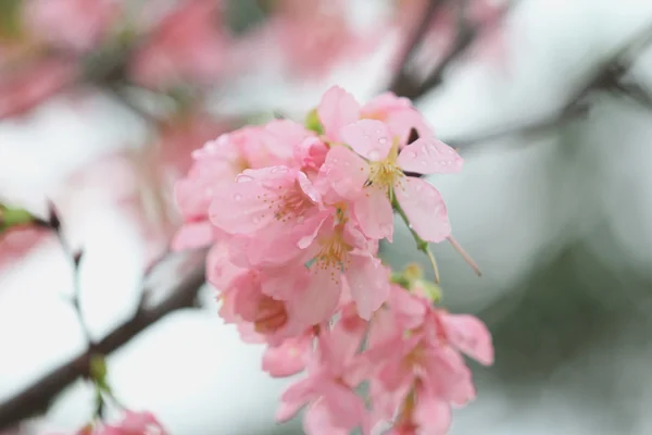 Cherry blossom season,  hong kong TKO — Stock Photo, Image