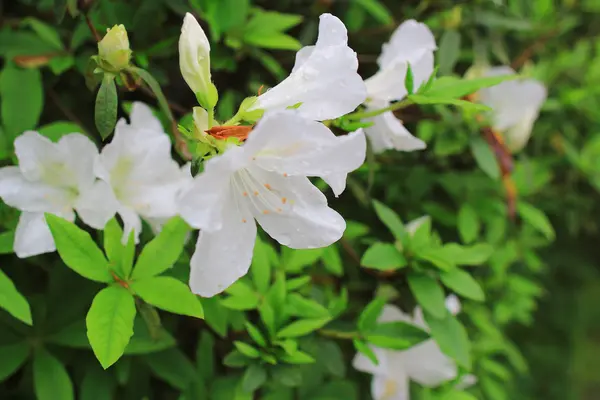 Beautiful pink rhododendron flowers — Stock Photo, Image