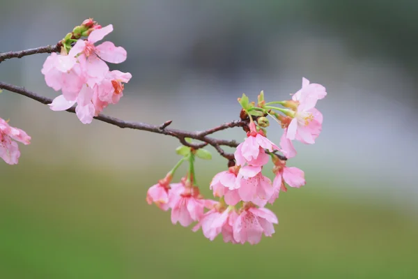 Saison des fleurs de cerisier, hong kong TKO — Photo