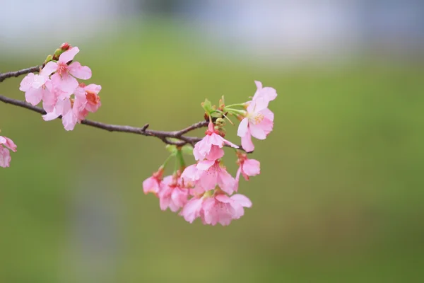 Cherry blossom season,  hong kong TKO — Stock Photo, Image