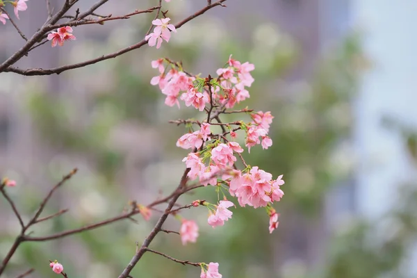 Temporada de flor de cereja, hong kong TKO — Fotografia de Stock