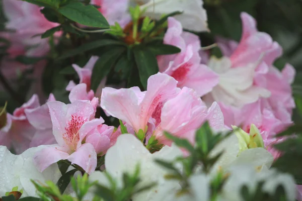 Krásný Růžový rododendron květiny — Stock fotografie