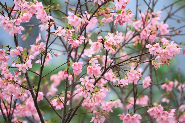 Cherry blossom season,  hong kong TKO — Stock Photo, Image