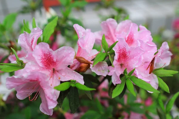 Beautiful pink rhododendron flowers — Stock Photo, Image