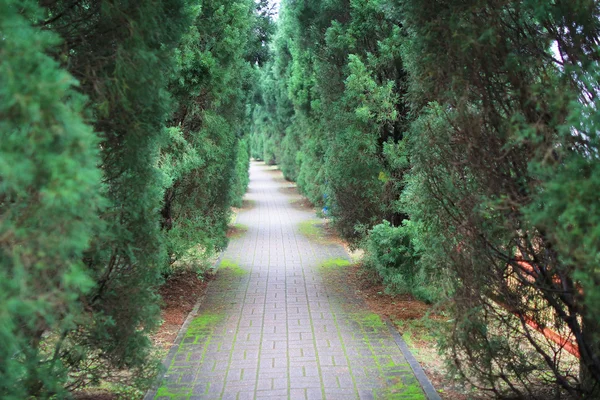 Straße, die durch einen Tunnel aus grünen Bäumen führt — Stockfoto