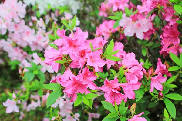 Krásný Růžový rododendron květiny — Stock fotografie