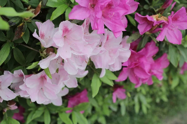 Beautiful pink rhododendron flowers — Stock Photo, Image