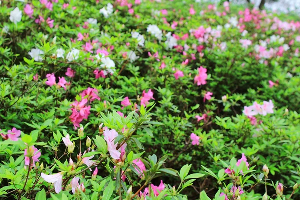 Lindas flores de rododendro rosa — Fotografia de Stock