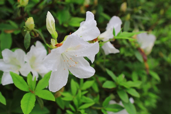 Belles fleurs rose rhododendron — Photo