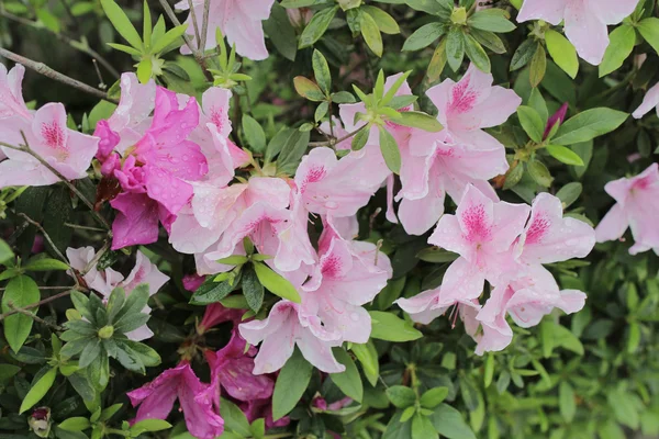 Beautiful pink rhododendron flowers — Stock Photo, Image