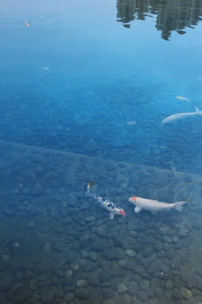 Ikan di kolam renang — Stok Foto