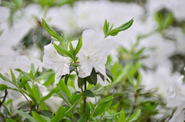 Güzel beyaz ormangülü çiçek