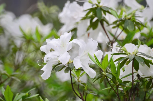 Beautiful white rhododendron flowers — Stock Photo, Image