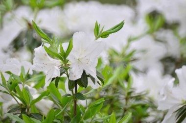 Güzel beyaz ormangülü çiçek