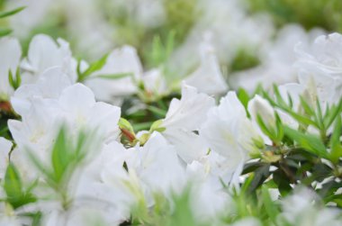 Çiçekler beyaz ormangülü 