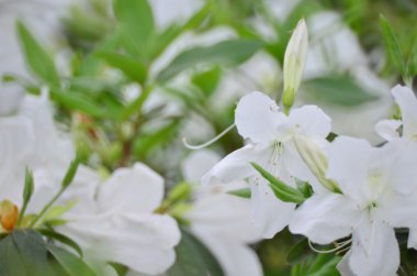 Çiçekler beyaz ormangülü 