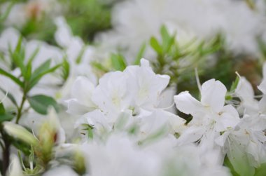 Çiçekler beyaz ormangülü 