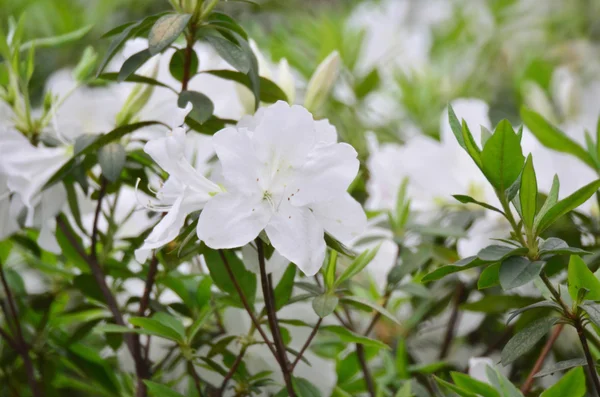 Belles fleurs blanches de rhododendron — Photo