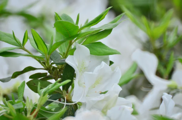 Flowers white rhododendron — Stock Photo, Image