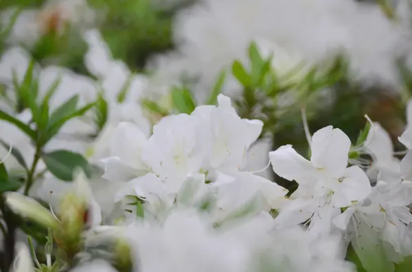 Fleurs blanc Rhododendron — Photo