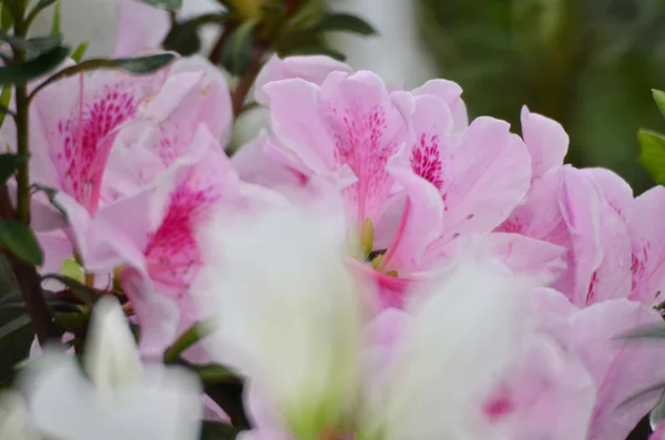 Květiny bílé rododendron — Stock fotografie