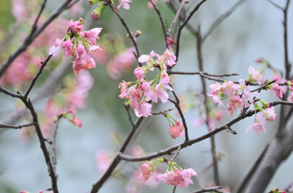 Frühling Kirschblüten, rosa Blüten — Stockfoto