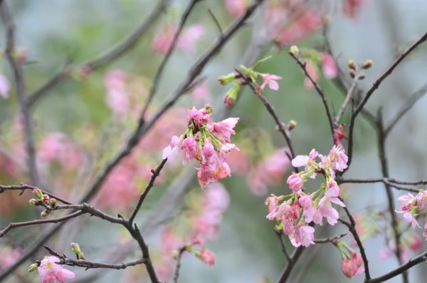 Frühling Kirschblüten, rosa Blüten — Stockfoto