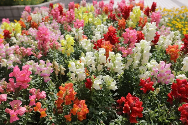 A Camas de flores coloridas — Fotografia de Stock