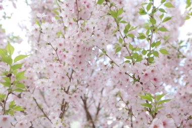 kiraz çiçekleri bahar