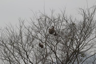 Yalnız Ağaç Kış.