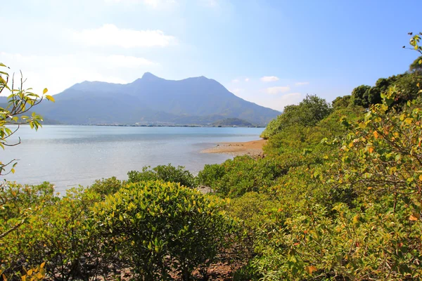 永树澳湿地 — 图库照片