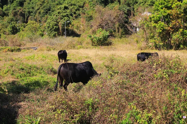 Scattering cows eating grass on a hill in Hong Kong country side — Stock Photo, Image