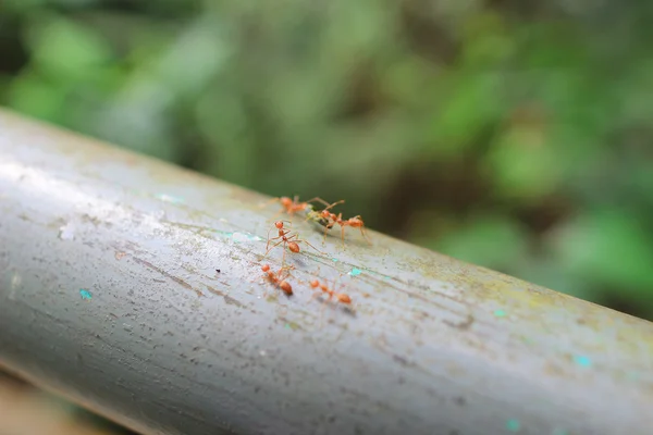 Rote Ameise im Garten — Stockfoto