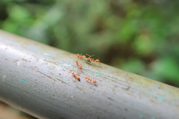 Red ant in the garden — Stock Photo, Image