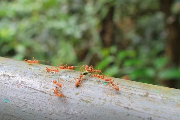 Formiga vermelha no jardim — Fotografia de Stock