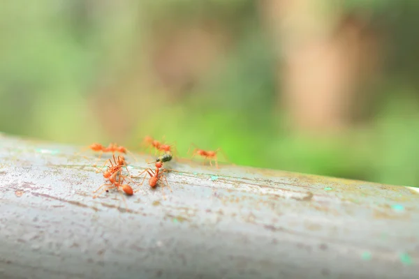 Rode mier in de tuin — Stockfoto