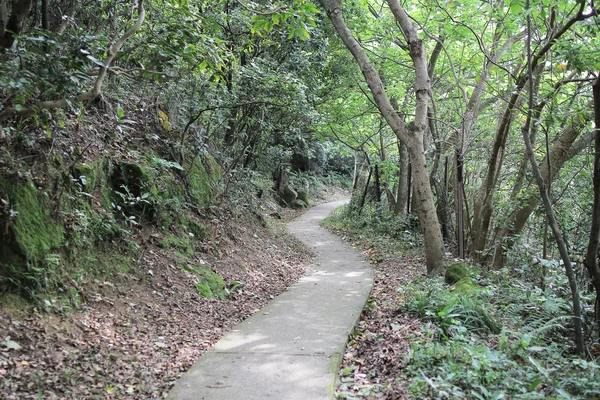 Sentiero attraverso una rigogliosa foresta verde primaverile — Foto Stock