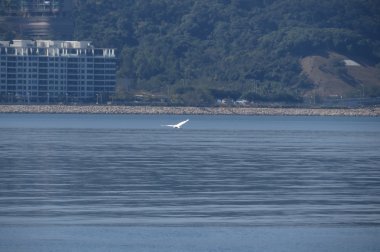  Tolo liman manzara Hong Kong