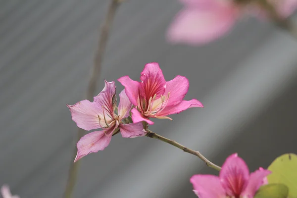 Bauhinia blakeana nebo Hong Kong orchidej květina — Stock fotografie