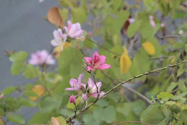 Bauhinia blakeana nebo Hong Kong orchidej květina — Stock fotografie