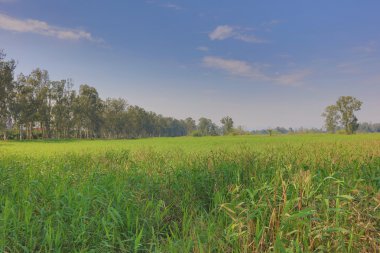 Nam seslendirdi Wai sulak