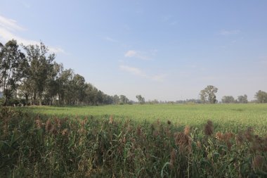 Nam seslendirdi Wai sulak